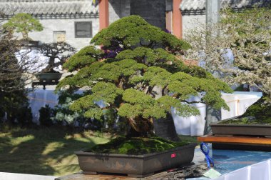 Putrajaya, Malezya-25 Ağustos 2018: Bonsai ağaç göstermek için kamu Putrajaya, Malezya Kraliyet Floria Putrajaya bahçesinde.