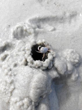 Küçük yengeçler nemli deniz kum kullanarak bir yuva inşa ediyoruz.