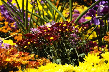 Putrajaya, Malezya-30 Mayıs 2016: çeşitli türler ve Kasımpatı çiçekler, renkli ve Royal Floria Bahçe Putrajaya, Malezya yetişir.