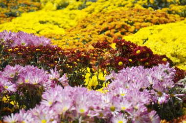 Putrajaya, Malezya-30 Mayıs 2016: çeşitli türler ve Kasımpatı çiçekler, renkli ve Royal Floria Bahçe Putrajaya, Malezya yetişir.