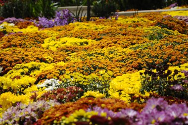 Putrajaya, Malezya-30 Mayıs 2016: çeşitli türler ve Kasımpatı çiçekler, renkli ve Royal Floria Bahçe Putrajaya, Malezya yetişir.