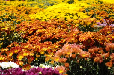 Putrajaya, Malezya-30 Mayıs 2016: çeşitli türler ve Kasımpatı çiçekler, renkli ve Royal Floria Bahçe Putrajaya, Malezya yetişir.