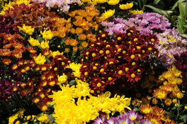 Putrajaya, Malezya-30 Mayıs 2016: çeşitli türler ve Kasımpatı çiçekler, renkli ve Royal Floria Bahçe Putrajaya, Malezya yetişir.