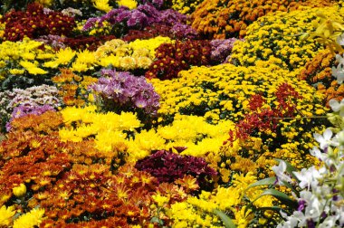 Putrajaya, Malezya-30 Mayıs 2016: çeşitli türler ve Kasımpatı çiçekler, renkli ve Royal Floria Bahçe Putrajaya, Malezya yetişir.