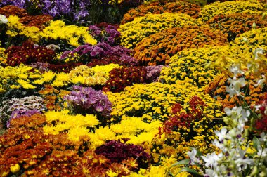 Putrajaya, Malezya-30 Mayıs 2016: çeşitli türler ve Kasımpatı çiçekler, renkli ve Royal Floria Bahçe Putrajaya, Malezya yetişir.