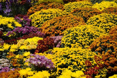 Putrajaya, Malezya-30 Mayıs 2016: çeşitli türler ve Kasımpatı çiçekler, renkli ve Royal Floria Bahçe Putrajaya, Malezya yetişir.