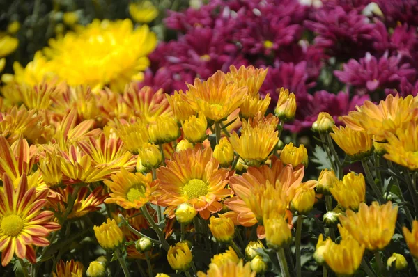 Putrajaya Malaysia Maio 2016 Várias Espécies Coloridas Flores Crisântemo Plantadas — Fotografia de Stock