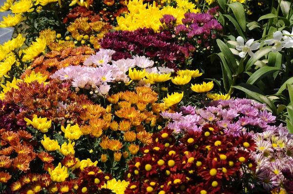 Putrajaya Malaysia May 2016 Various Species Colorful Chrysanthemum Flowers Planted — Stock Photo, Image