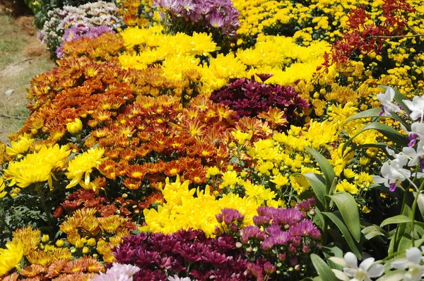 Putrajaya Malaysia Maggio 2016 Varie Specie Colorate Fiori Crisantemo Piantati — Foto Stock