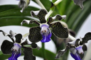 Kuala Lumpur, Malezya-25 Ağustos 2018: renkli tropikal ve egzotik orkide çiçek bitki kreş. 