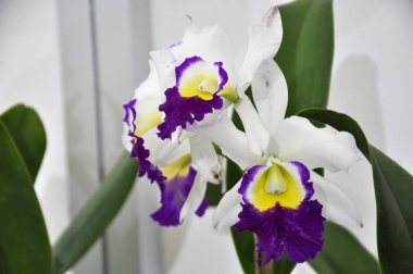 Kuala Lumpur, Malezya-25 Ağustos 2018: renkli tropikal ve egzotik orkide çiçek bitki kreş. 