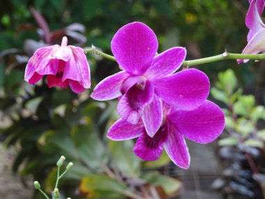 Kuala Lumpur, Malezya-25 Ağustos 2018: renkli tropikal ve egzotik orkide çiçek bitki kreş. 