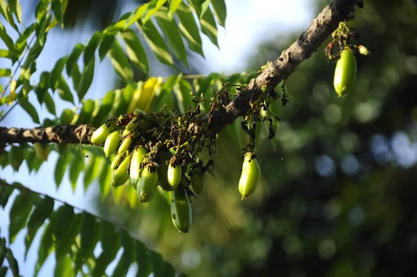 Malacca Malaisie Juillet 2016 Averrhoa Bilimbi Communément Appelé Buluh Belimbing — Photo