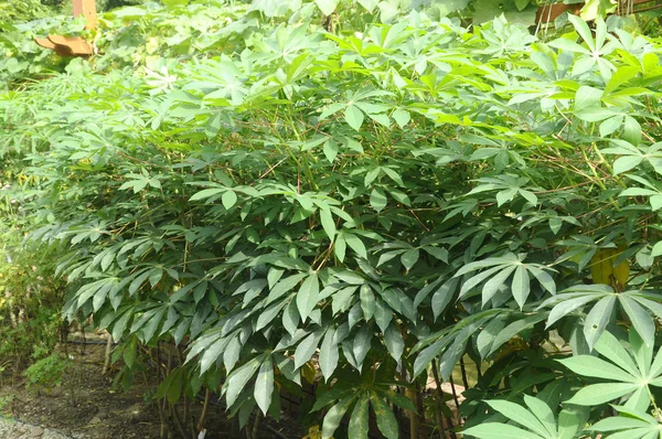 Listy Rostliny Manioku Mladé Listy Sklizené Jako Zelené Zeleniny Jihovýchodní — Stock fotografie