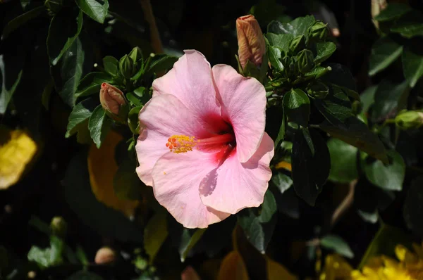 Hibiscus Rosa Sinensis Genus Flowering Plants Mallow Family Malvaceae Malaysian — Stock Photo, Image