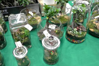 Kuala Lumpur, Malezya-18 Kasım 2018: küçük cam terrarium içinde küçük bitki. Onun yeşil kapalı alanına getirilmesini. 