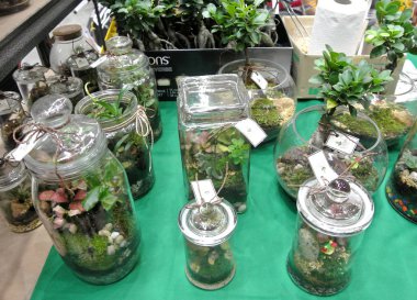 Kuala Lumpur, Malezya-18 Kasım 2018: küçük cam terrarium içinde küçük bitki. Onun yeşil kapalı alanına getirilmesini. 