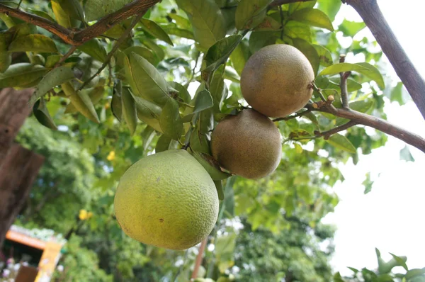 Citrus Grandis Una Especie Fruta Que Crece Los Trópicos — Foto de Stock