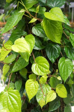 Piper betle tabak olarak tüketilen bitkisel bir ağaçtır. Tedavi vajinal akıntı, vücut kokusu, öksürük, gözleri mukus membran, depresyon ve ateş iltihabı yeteneği.