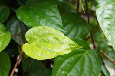 Piper betle tabak olarak tüketilen bitkisel bir ağaçtır. Tedavi vajinal akıntı, vücut kokusu, öksürük, gözleri mukus membran, depresyon ve ateş iltihabı yeteneği.