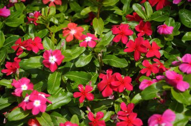 Catharanthus çevresi. İlaç ot olarak kullanılan çalı çiçek. 