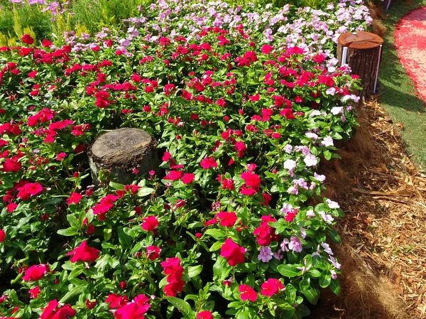 Catharanthus Roseus Flor Arbusto Usado Como Erva Medicação — Fotografia de Stock