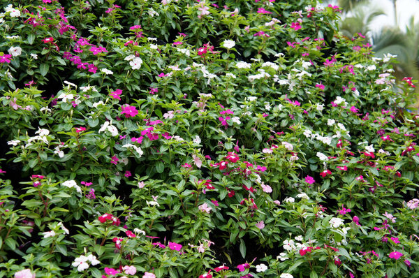 Катарантус Росей. Кустарниковый цветок используется в качестве лекарственной травы
. 