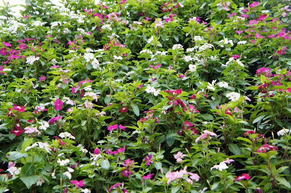 Катарантус Росей. Кустарниковый цветок используется в качестве лекарственной травы
. 