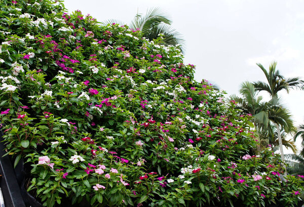 Катарантус Росей. Кустарниковый цветок используется в качестве лекарственной травы
. 