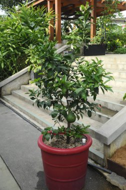 Narenciye Grandis. Bir tür tropik bölgelerde yetişen meyve