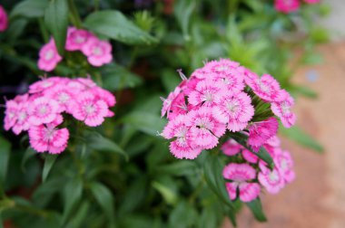 Karanfil veya dianthus caryophyllus çiçek. 80 cm'ye kadar uzun boylu büyüyen bir otsu bitki olduğunu.