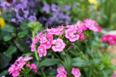 Karanfil veya dianthus caryophyllus çiçek. 80 cm'ye kadar uzun boylu büyüyen bir otsu bitki olduğunu.