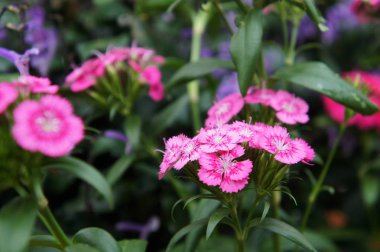Karanfil veya dianthus caryophyllus çiçek. 80 cm'ye kadar uzun boylu büyüyen bir otsu bitki olduğunu.