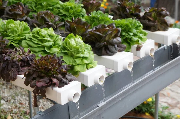 stock image Vegetables in the garden planted using a multi-storey hydroponic method to save space used. It is supplied by nutrient using water as the medium. 