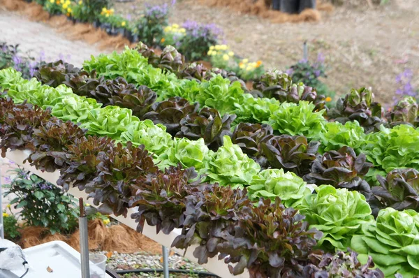 Vegetables Garden Planted Using Multi Storey Hydroponic Method Space Used — Stock Photo, Image