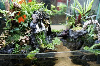 Aquascape tasarım içinde halk için görüntülenen küçük cam akvaryum. 