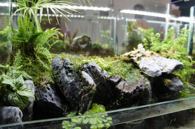 Aquascape tasarım içinde halk için görüntülenen küçük cam akvaryum. 