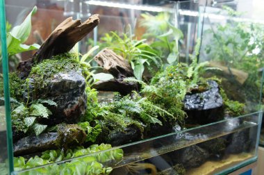 Aquascape tasarım içinde halk için görüntülenen küçük cam akvaryum. 