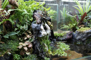 Aquascape tasarım içinde halk için görüntülenen küçük cam akvaryum. 