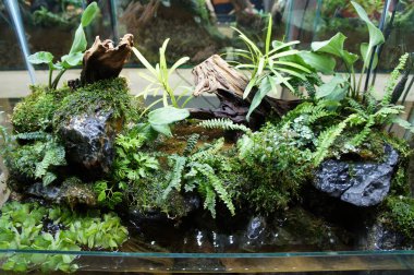 Aquascape tasarım içinde halk için görüntülenen küçük cam akvaryum. 