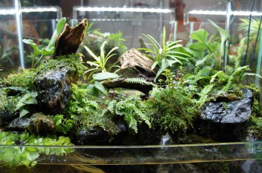 Aquascape tasarım içinde halk için görüntülenen küçük cam akvaryum. 