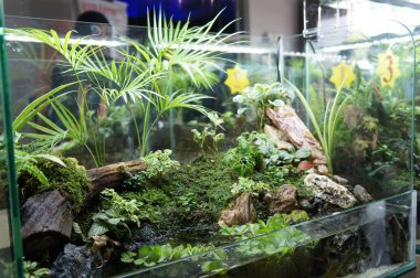 Aquascape tasarım içinde halk için görüntülenen küçük cam akvaryum. 