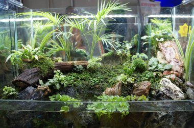 Aquascape tasarım içinde halk için görüntülenen küçük cam akvaryum. 