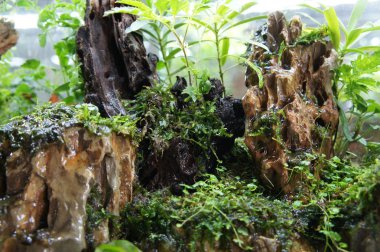 Aquascape tasarım içinde halk için görüntülenen küçük cam akvaryum. 
