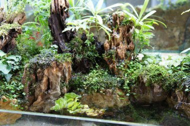Aquascape tasarım içinde halk için görüntülenen küçük cam akvaryum. 