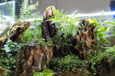 Aquascape tasarım içinde halk için görüntülenen küçük cam akvaryum. 