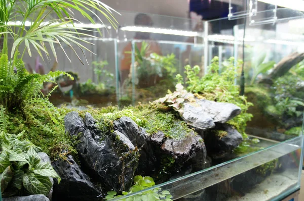 Aquascape Design Litet Glas Akvarium Visas För Allmänheten — Stockfoto