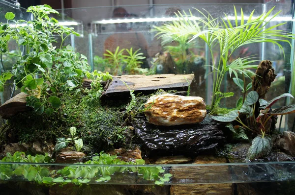 Aquascape Design Litet Glas Akvarium Visas För Allmänheten — Stockfoto