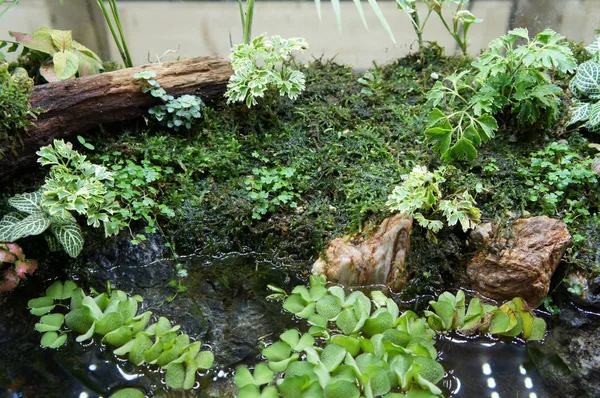 Aquascape Design Piccolo Acquario Vetro Esposto Pubblico — Foto Stock