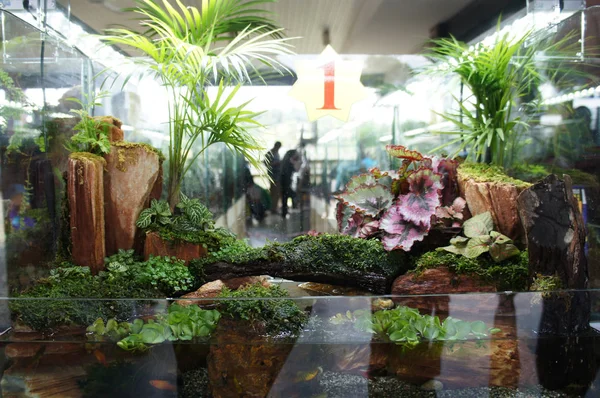 Aquascape Design Dans Petit Aquarium Verre Exposé Pour Public — Photo